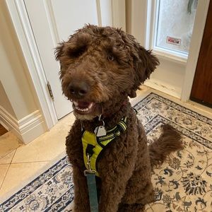 Meet your Posher, Meagan